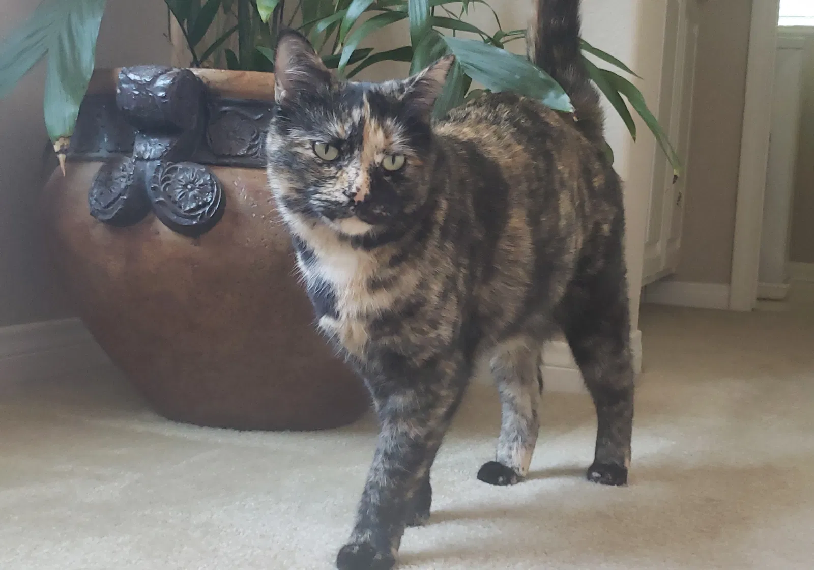 Lost cat in Loma Linda, CA, 92354