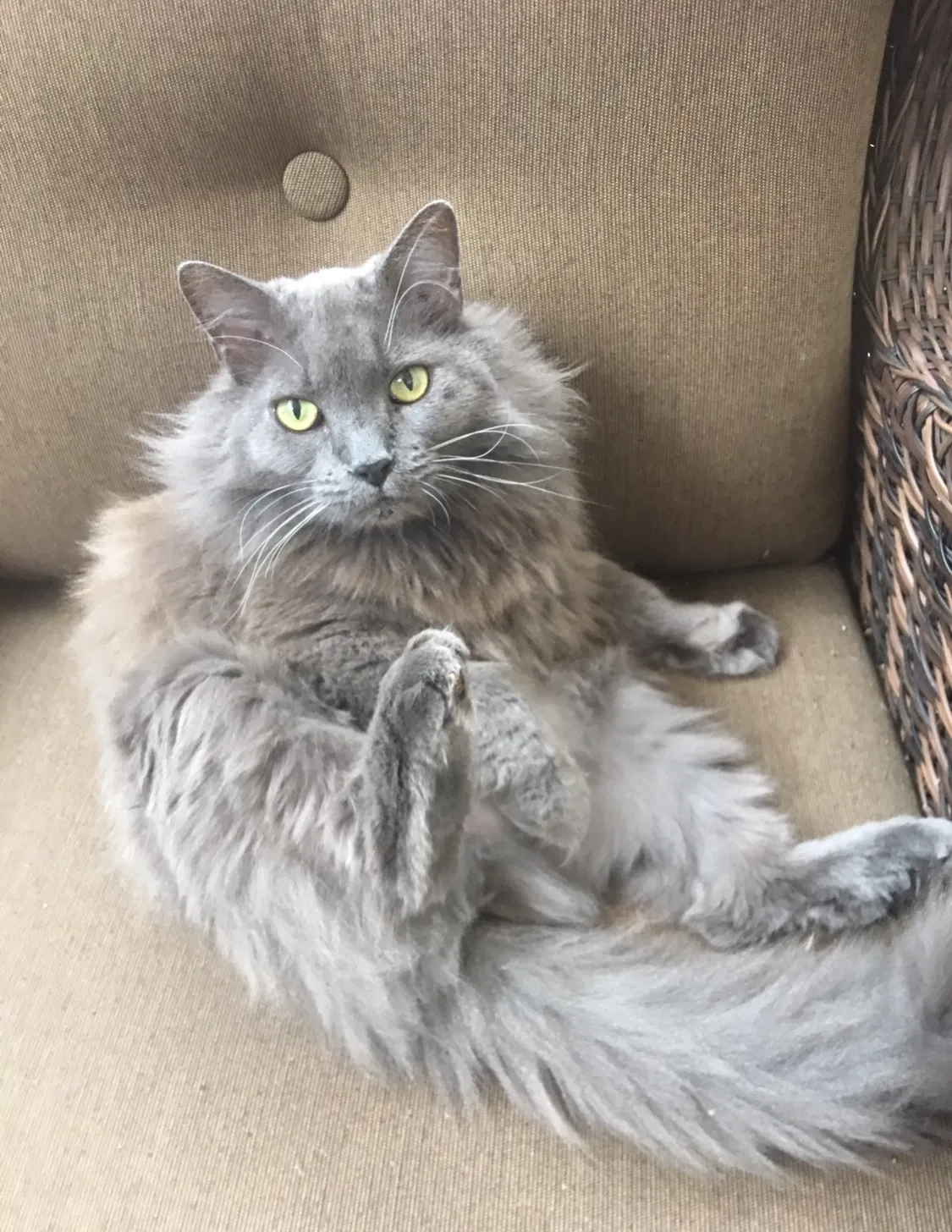 Lost cat in Ladera Ranch, CA, 92694
