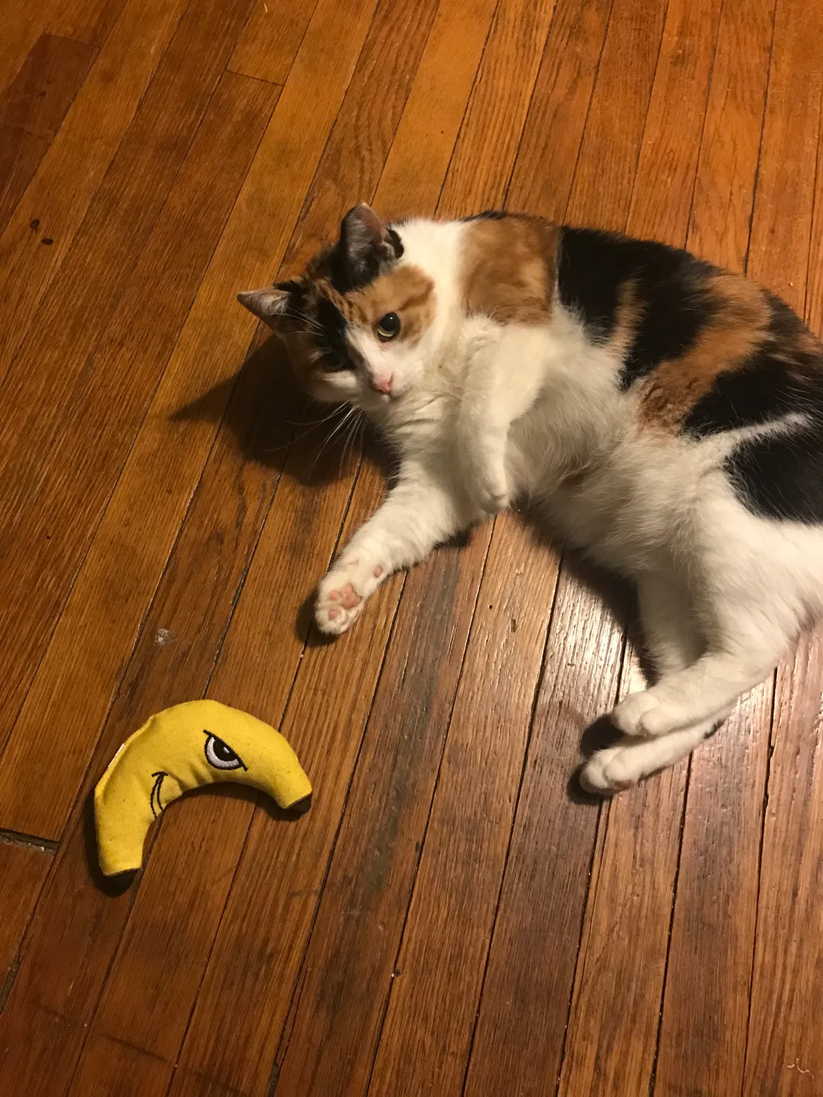 Lost cat in Grand Rapids, MI, 49503