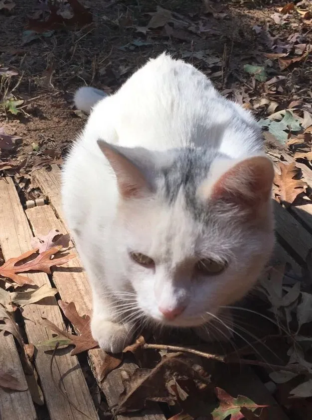 Lost cat in Greenville, SC, 29607