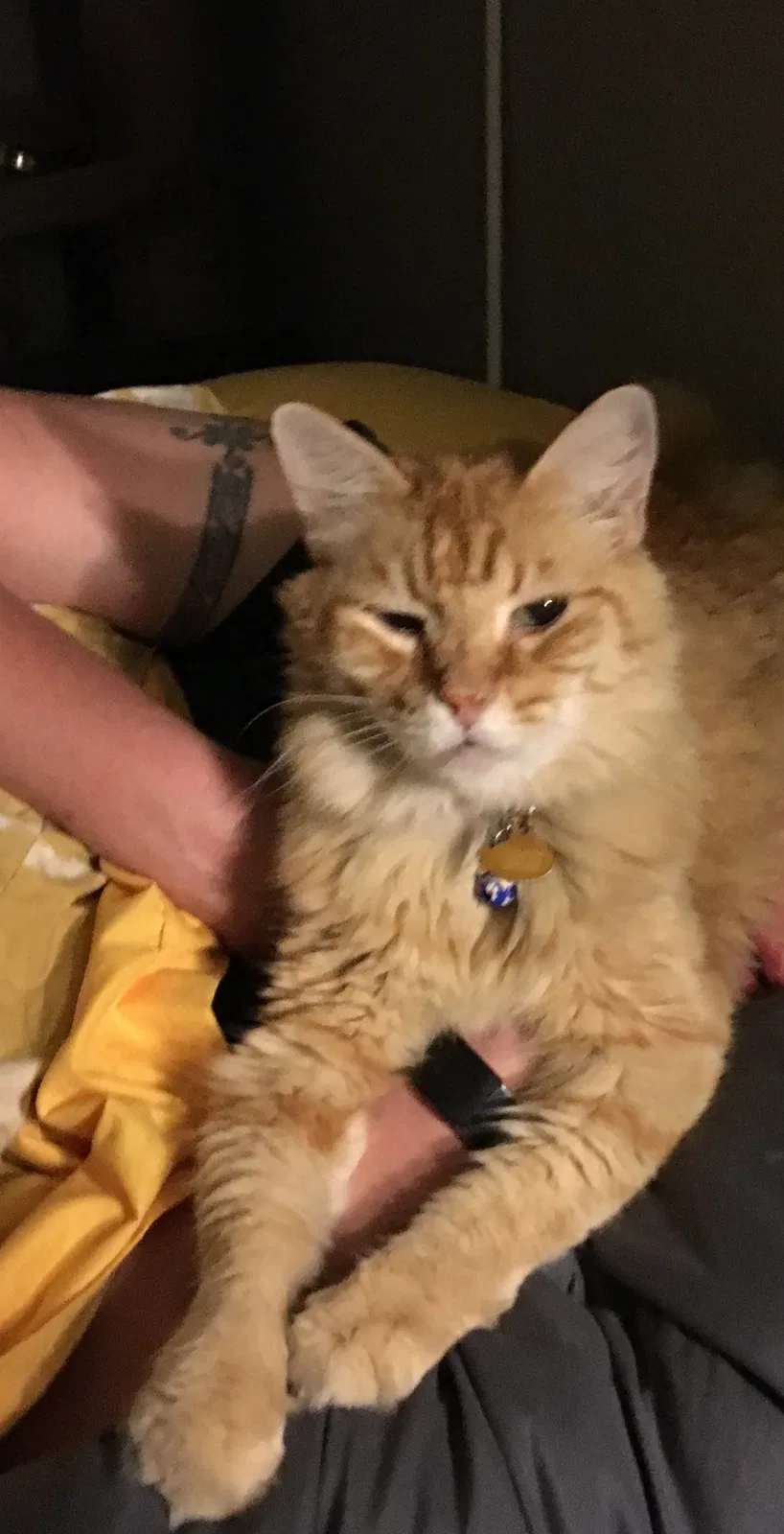Lost cat in Austin, TX, 78723