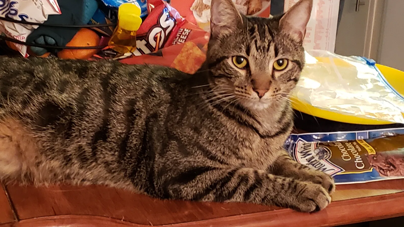 Lost cat in Frankfort, IL, 60423