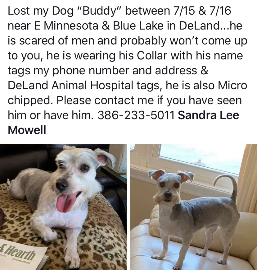 Lost dog in Deland, FL, 32724