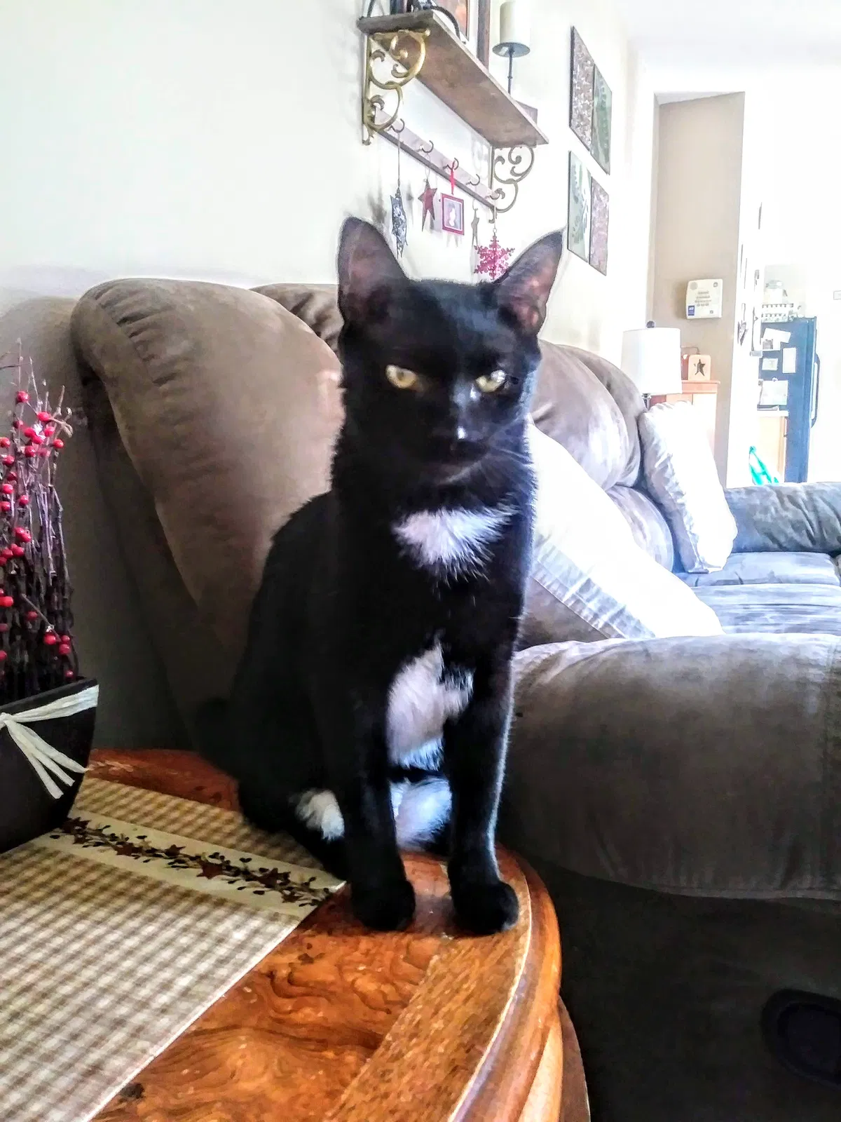 Lost cat in Spring Hill, FL, 34609