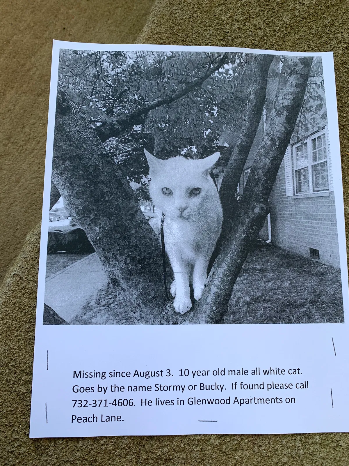 Lost cat in Old Bridge, NJ, 8857
