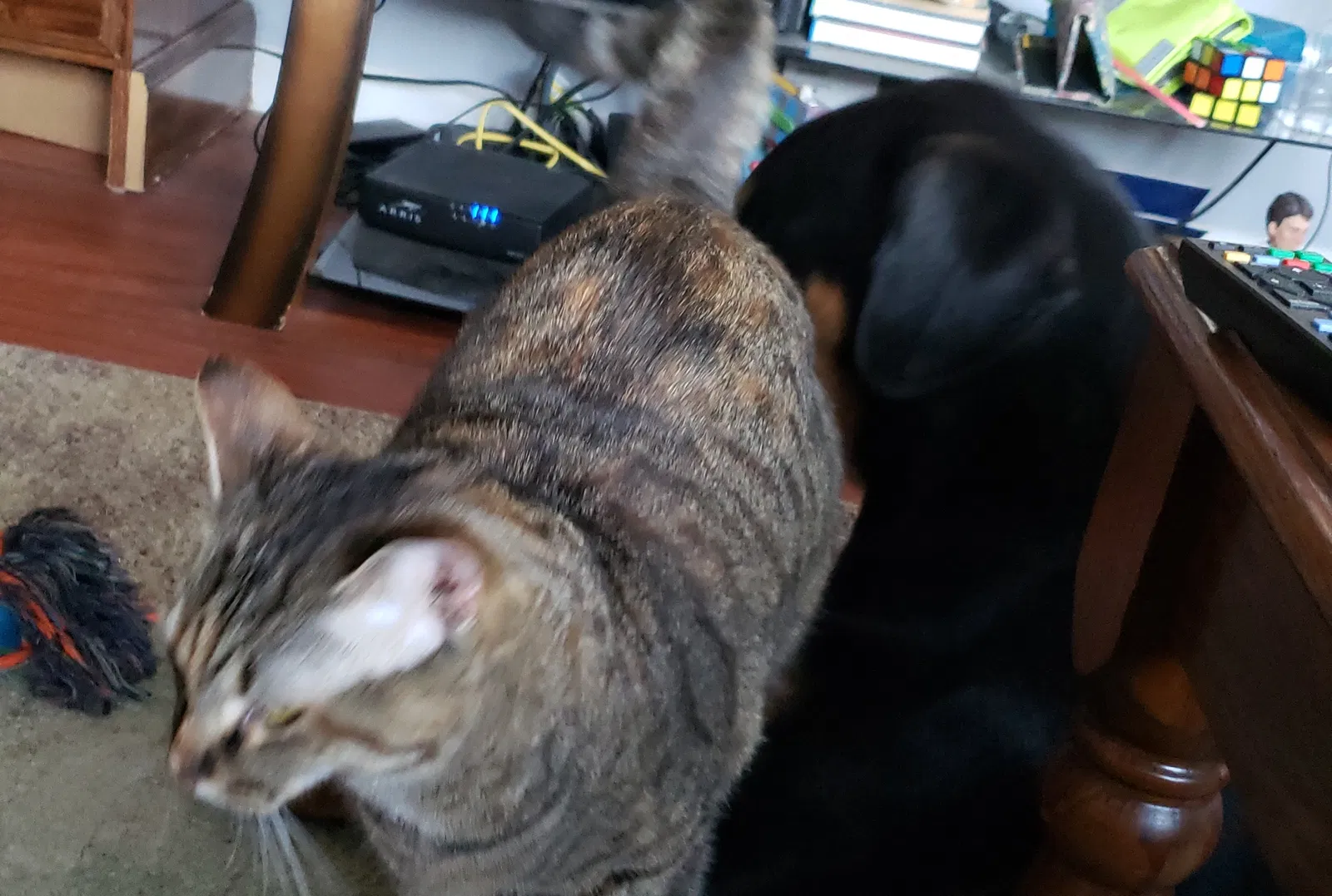 Lost cat in Kalamazoo, MI, 49048