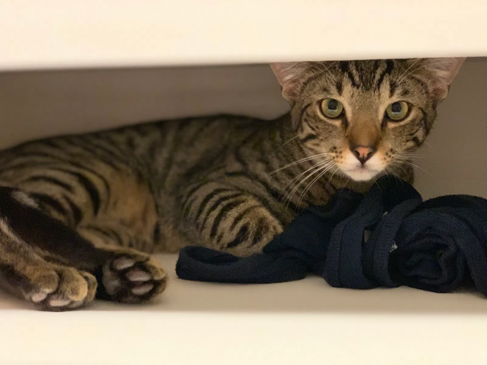 Lost cat in Broken Arrow, OK, 74011