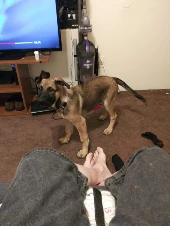 Lost dog in Medford, OR, 97504
