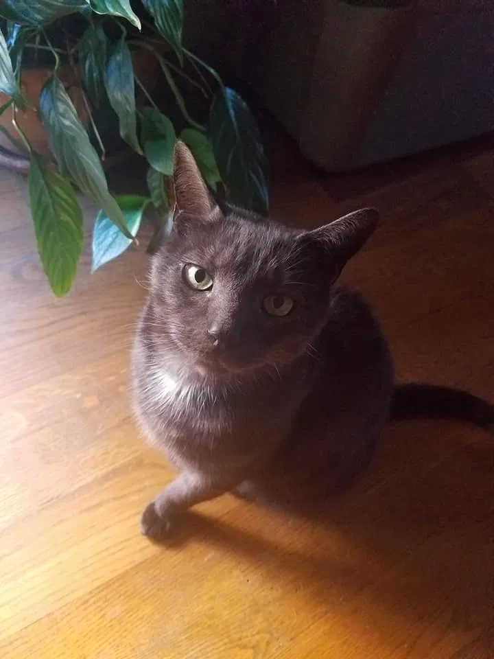 Lost cat in Knoxville, TN, 37923