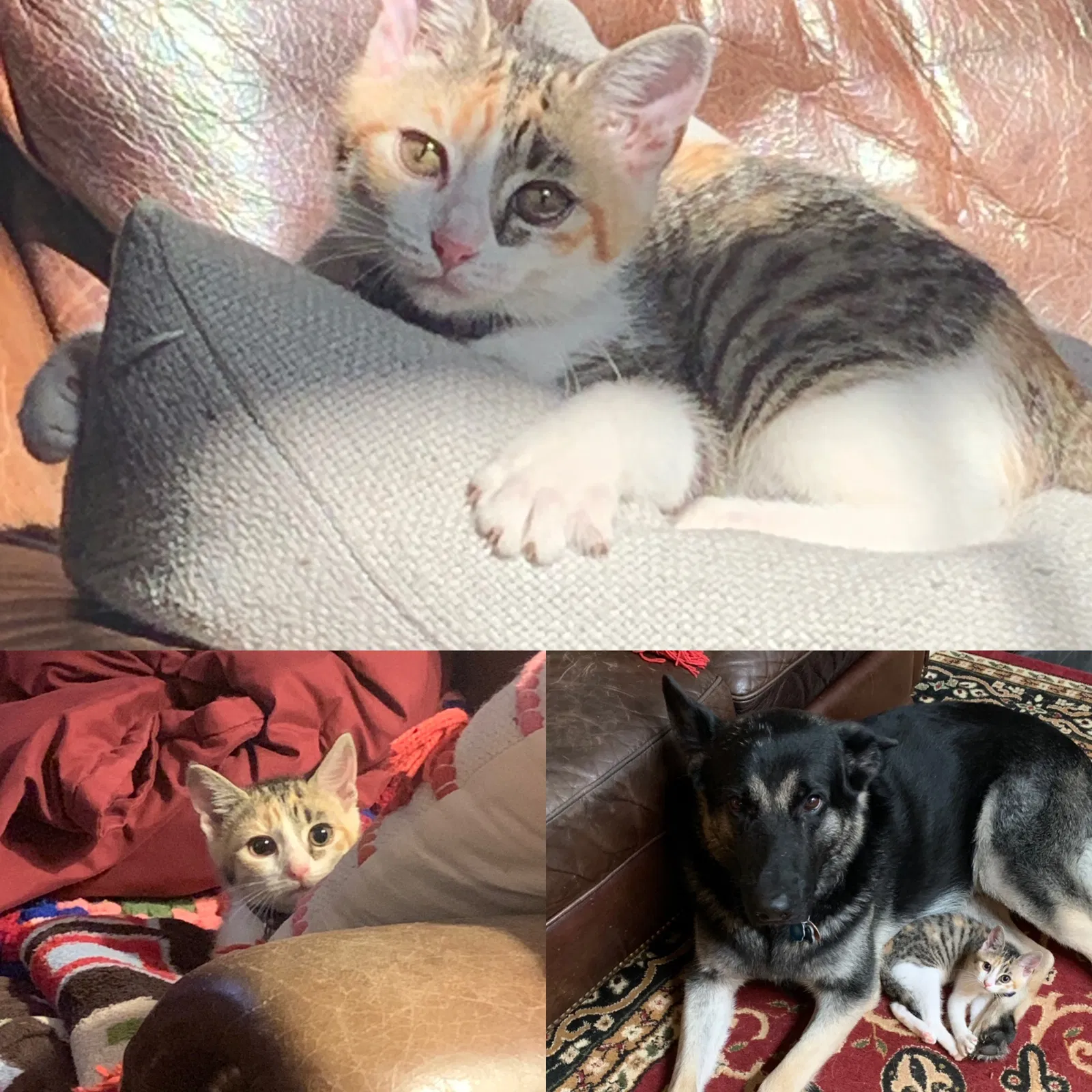 Lost cat in Villa Rica, GA, 30180