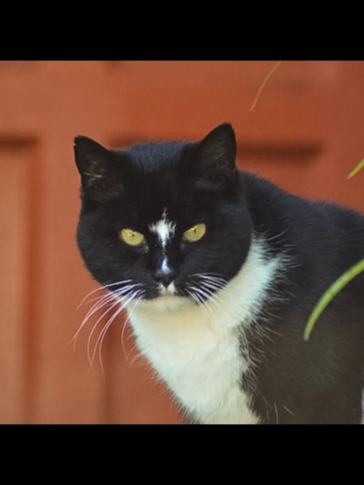 Lost cat in Syracuse, NY, 13203
