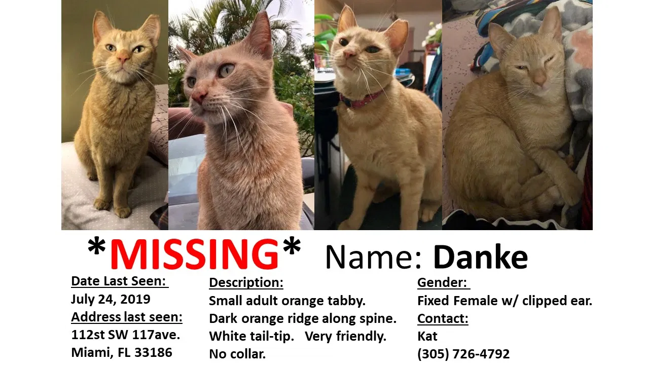 Lost cat in Miami, FL, 33186