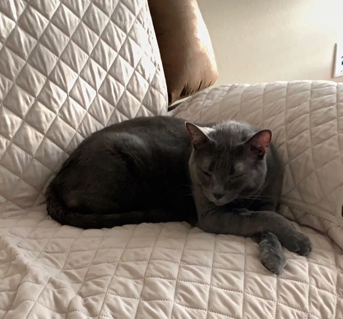 Lost cat in Leander, TX, 78645