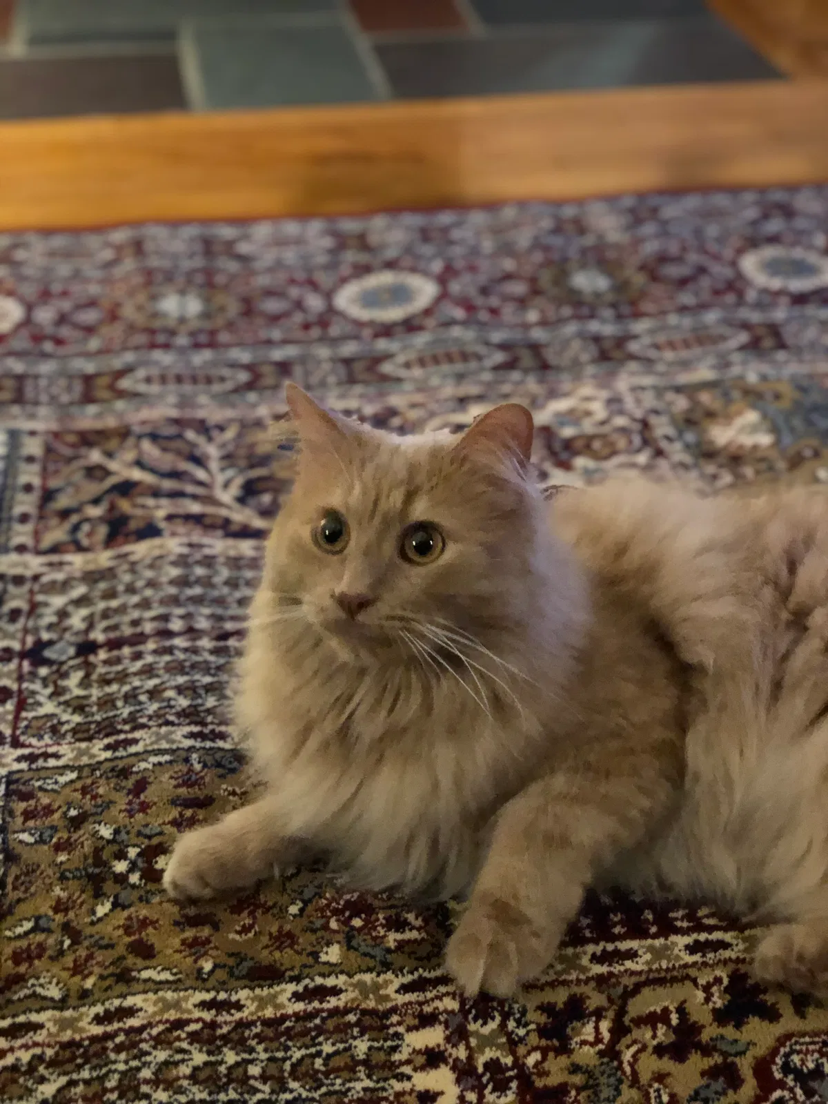 Lost cat in Highland Park, MI, 48203