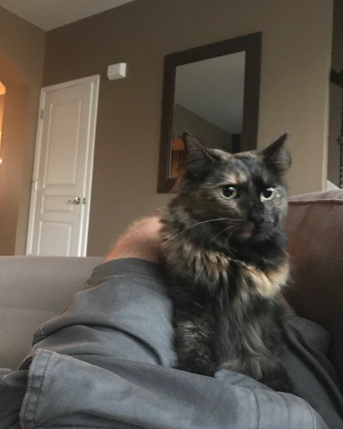 Lost cat in Highland Park, MI, 48203