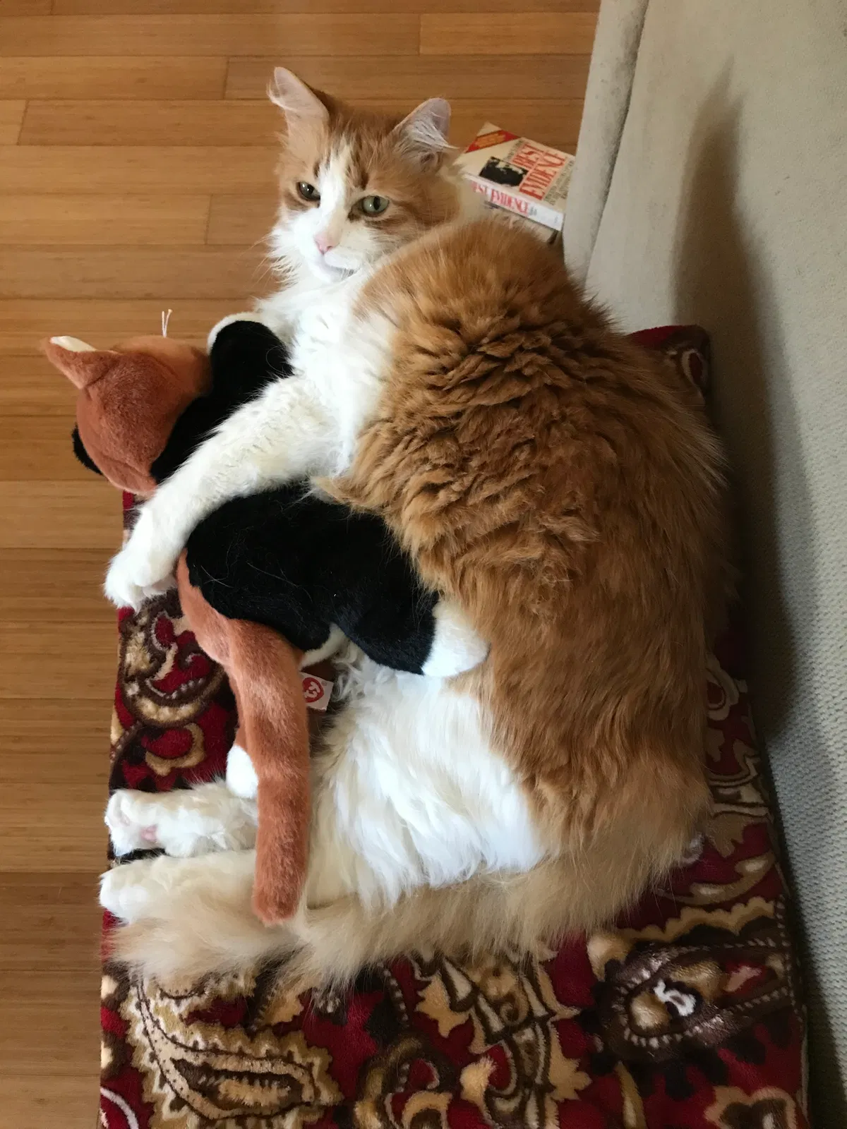 Lost cat in Seattle, WA, 98168