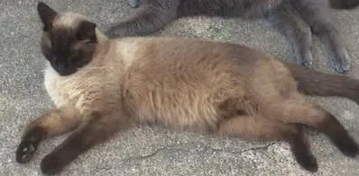 Lost cat in North Richland Hills, TX, 76180