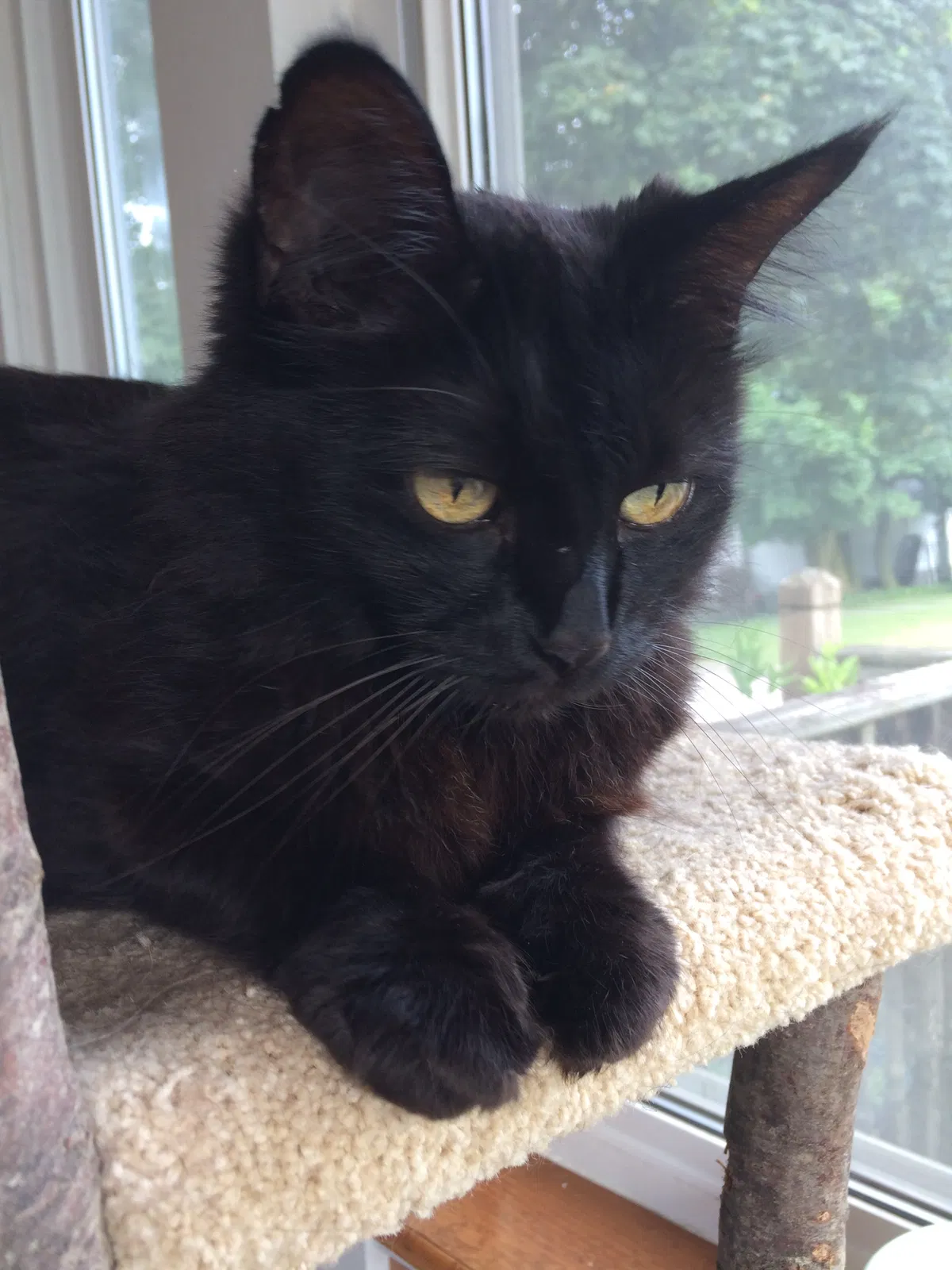 Lost cat in Muskegon, MI, 49441