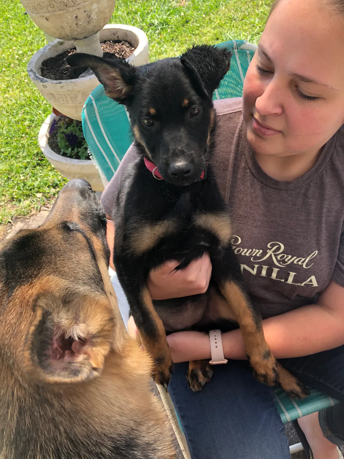 Lost dog in Middleburg, FL, 32068