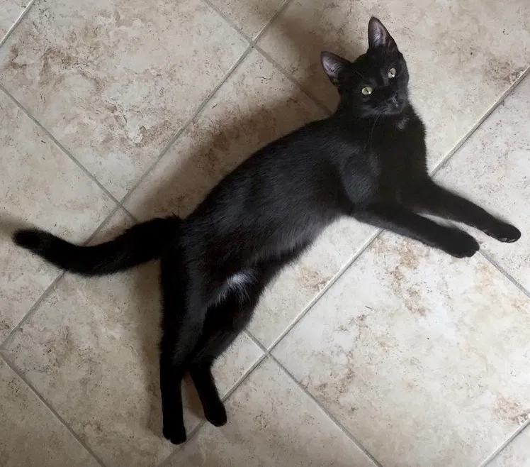 Lost cat in Hilton, NY, 14468