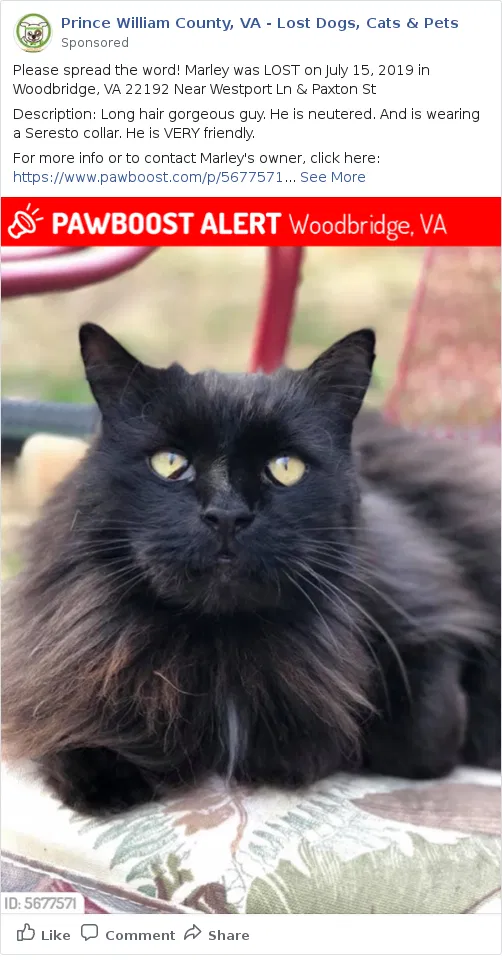 Lost cat in Woodbridge, VA, 22192