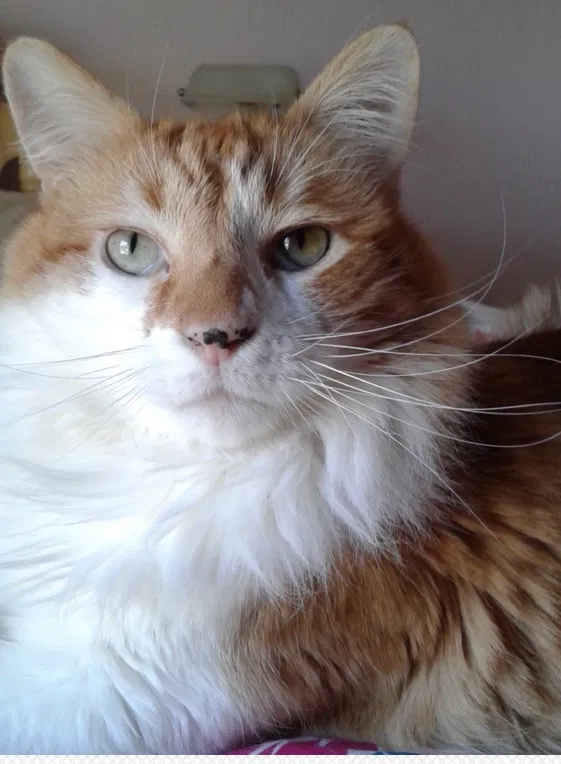 Lost cat in Fairfield, CA, 94534