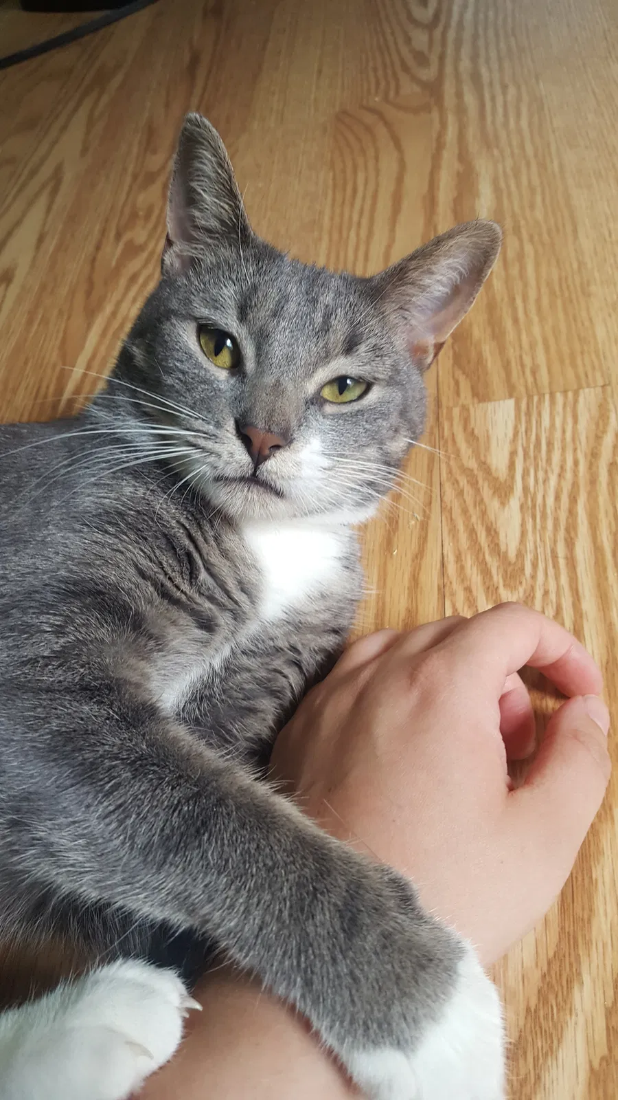 Lost cat in Live Oak, FL, 32064