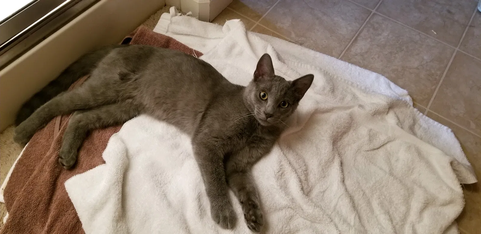 Lost cat in Loveland, CO, 80537