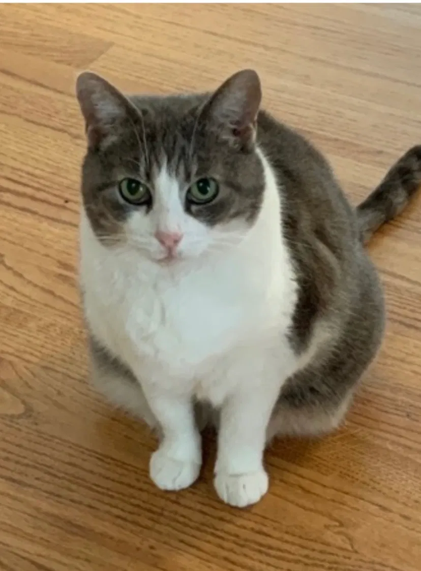 Lost cat in La Jolla, CA, 92037