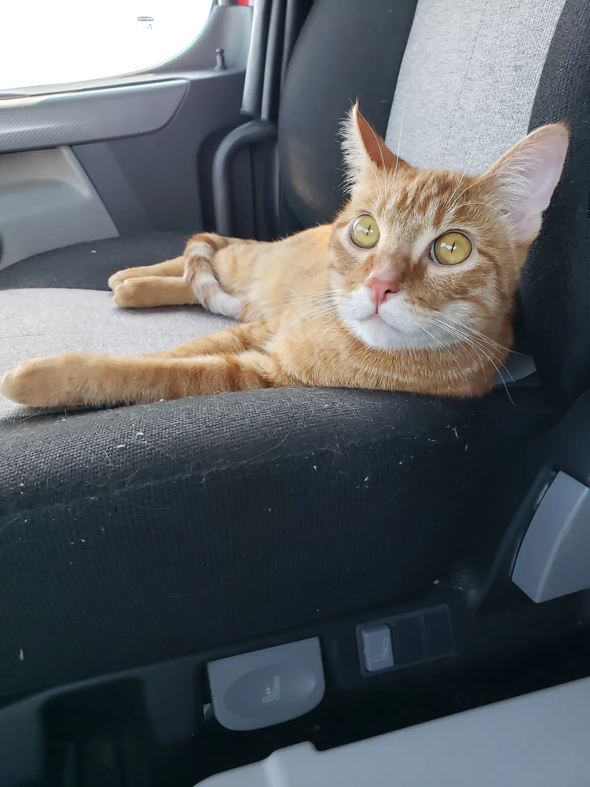 Lost cat in Aurora, CO, 80010