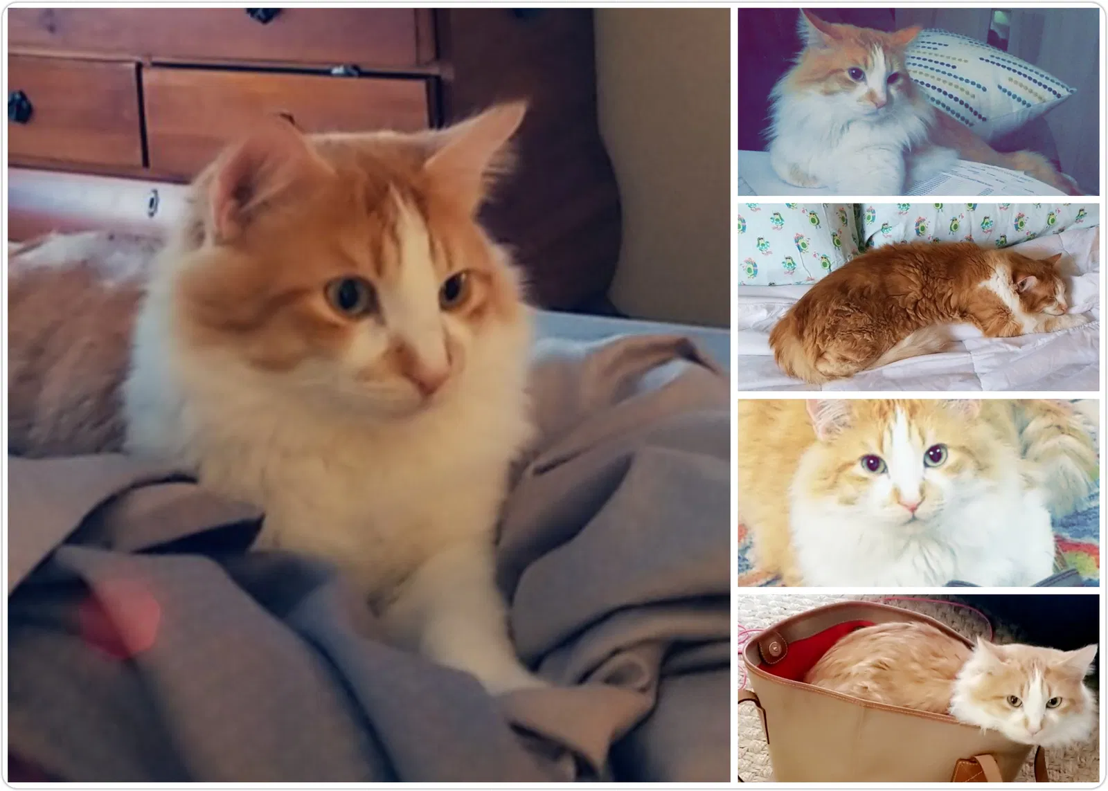 Lost cat in Fort Worth, TX, 76140