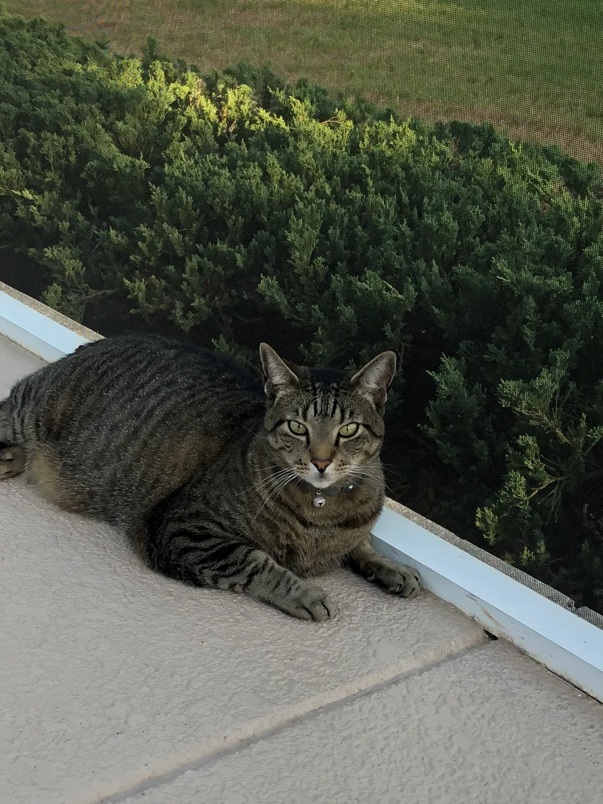 Lost cat in Fort Lauderdale, FL, 33325