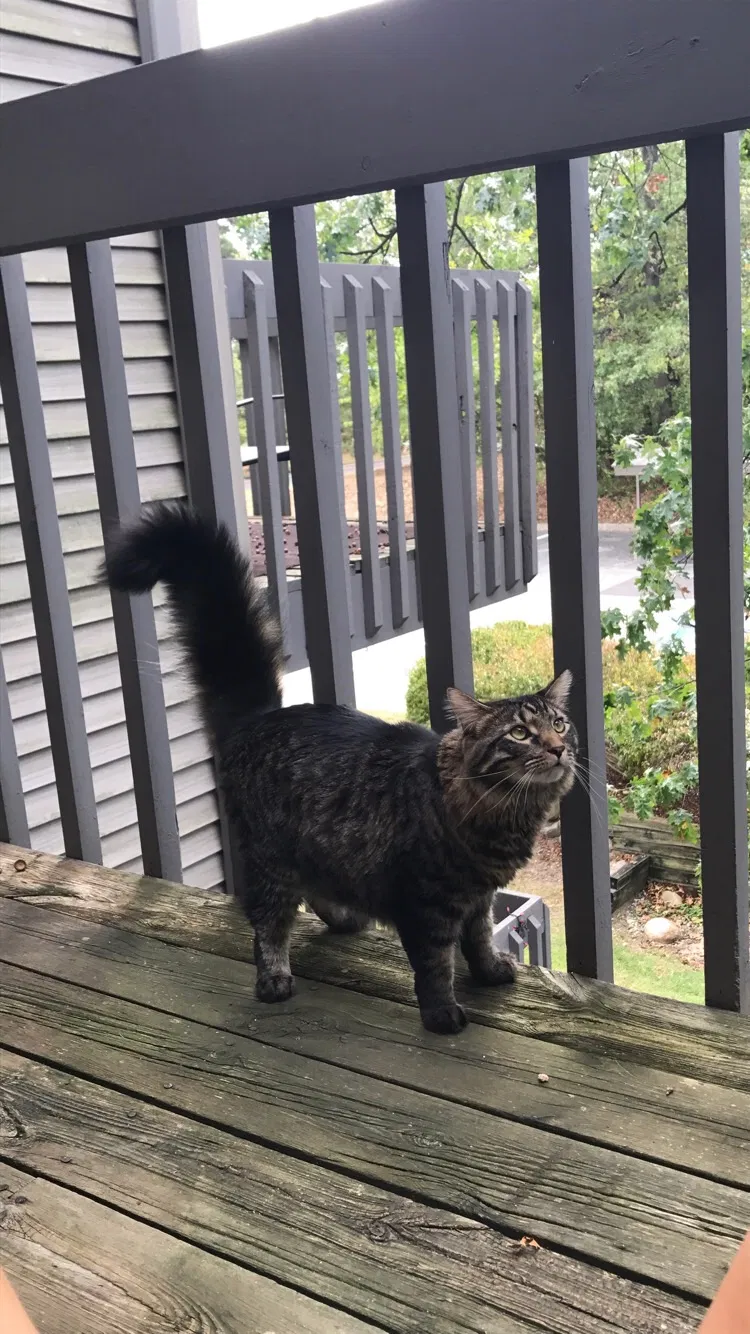 Lost cat in Portage, MI, 49024