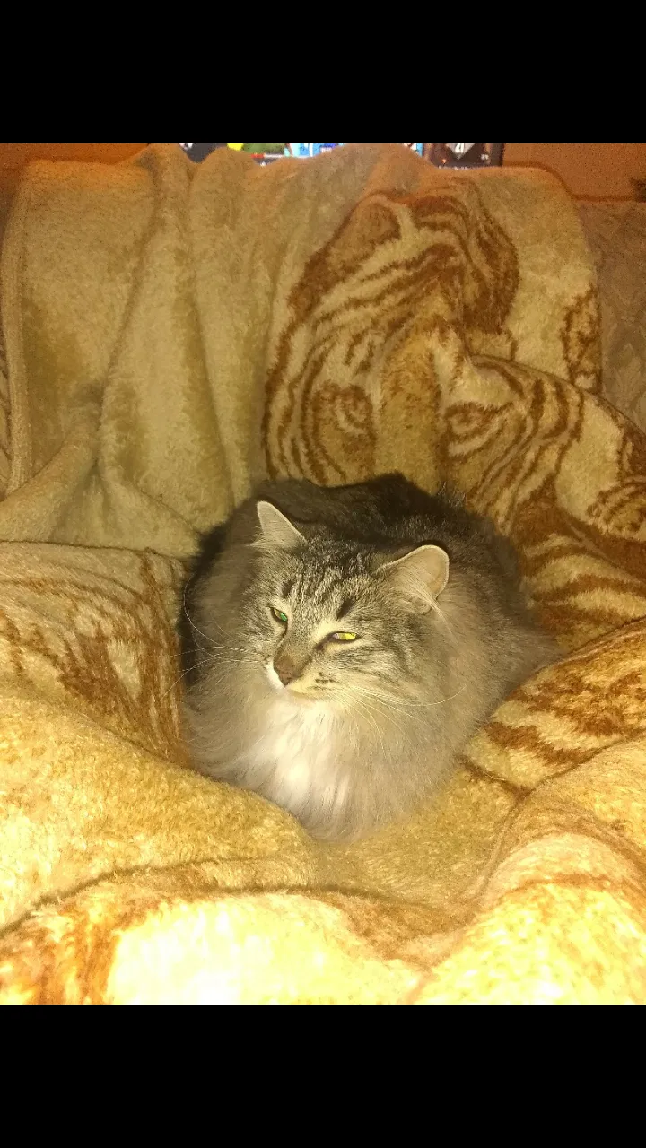 Lost cat in Great Falls, MT, 59405