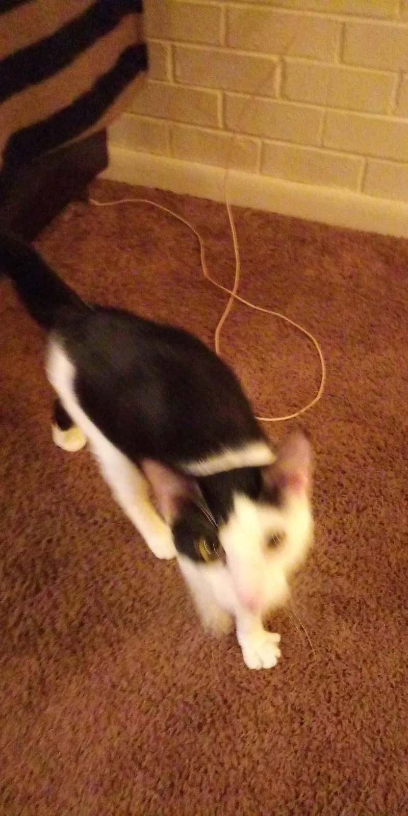 Lost dog in Lynchburg, VA, 24501