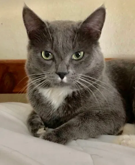 Lost cat in Troutdale, OR, 97060
