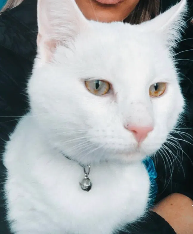 Lost cat in Jacksonville, NC, 28540