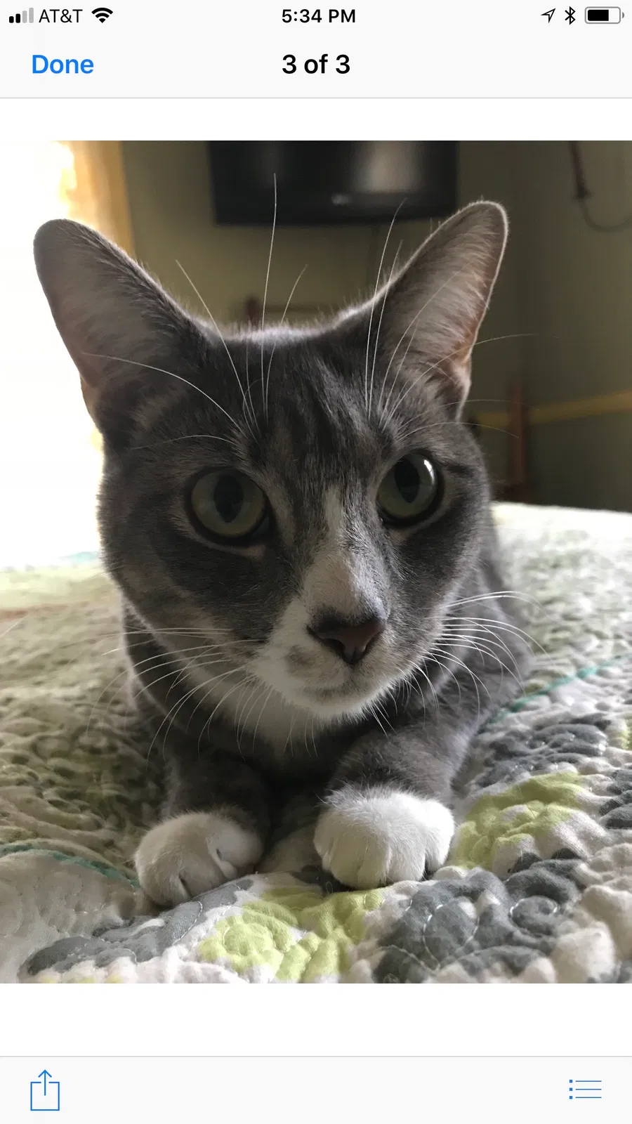 Lost cat in Hellertown, PA, 18055