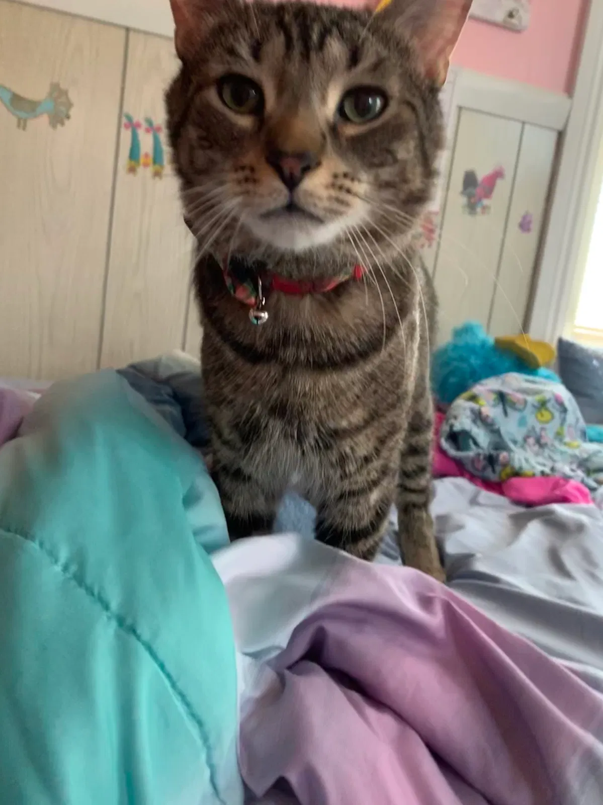 Lost cat in Duncansville, PA, 16635