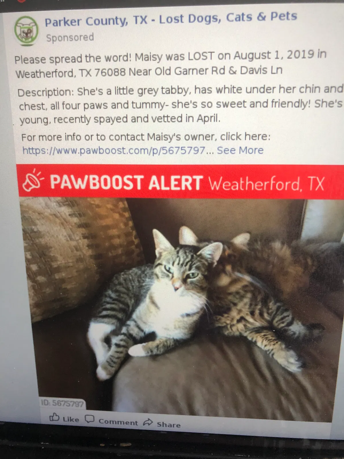 Lost cat in Weatherford, TX, 76088
