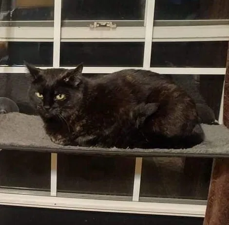 Lost cat in Peoria, IL, 61615