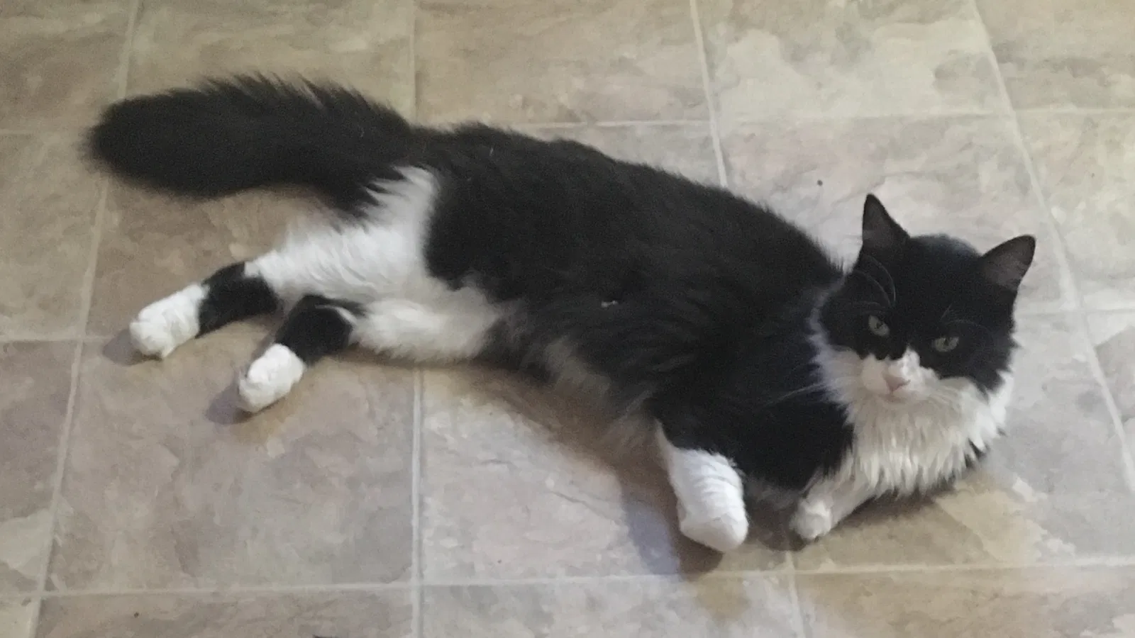 Lost cat in Durham, NC, 27707