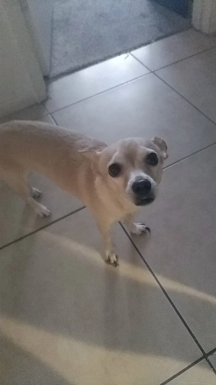 Lost dog in Phoenix, AZ, 85015