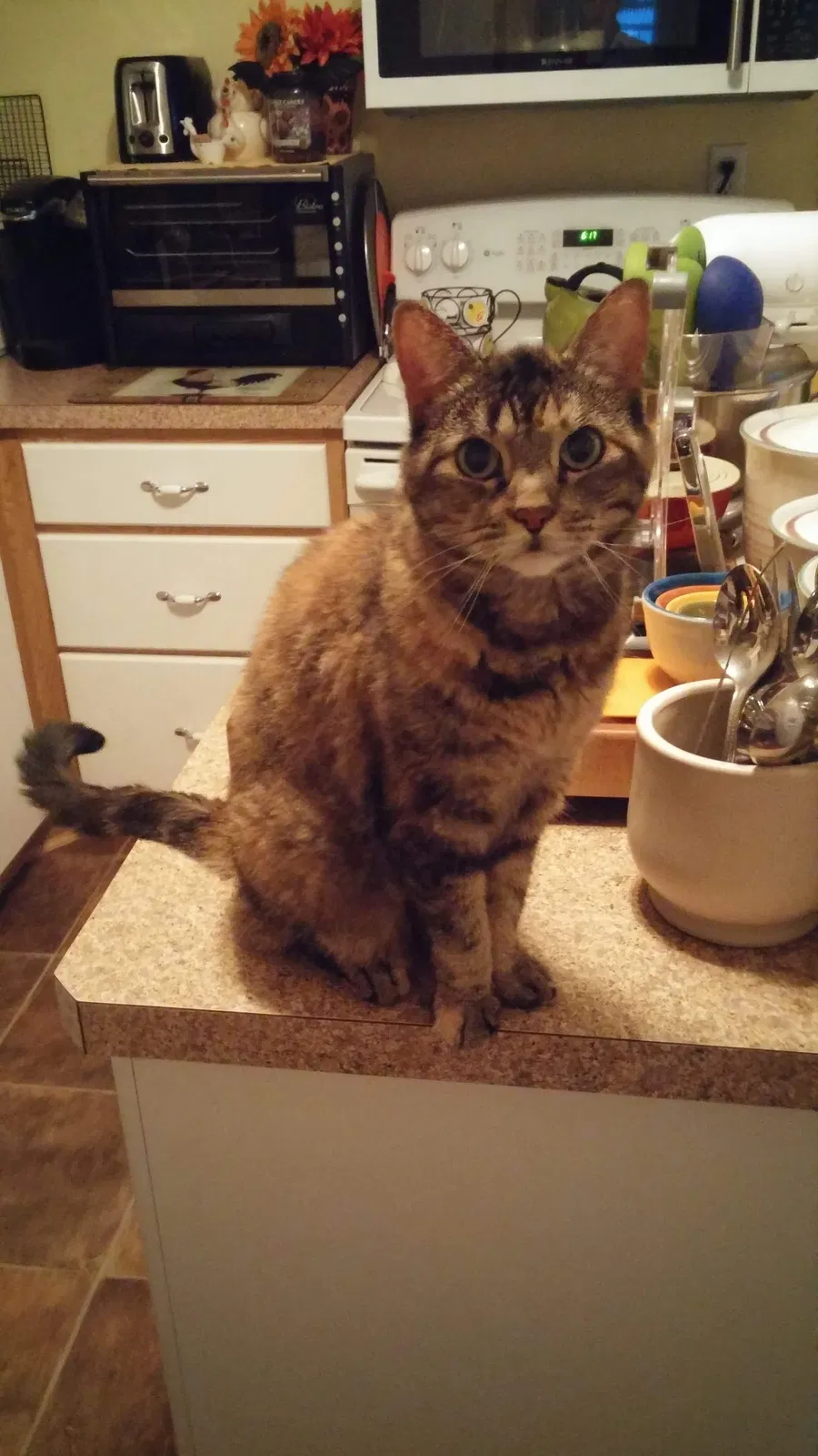 Lost cat in Syracuse, NY, 13208
