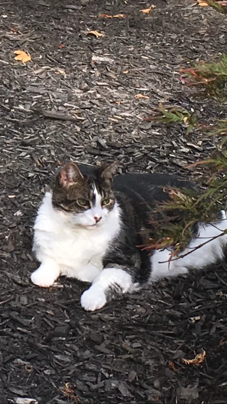 Lost cat in Katonah, NY, 10536