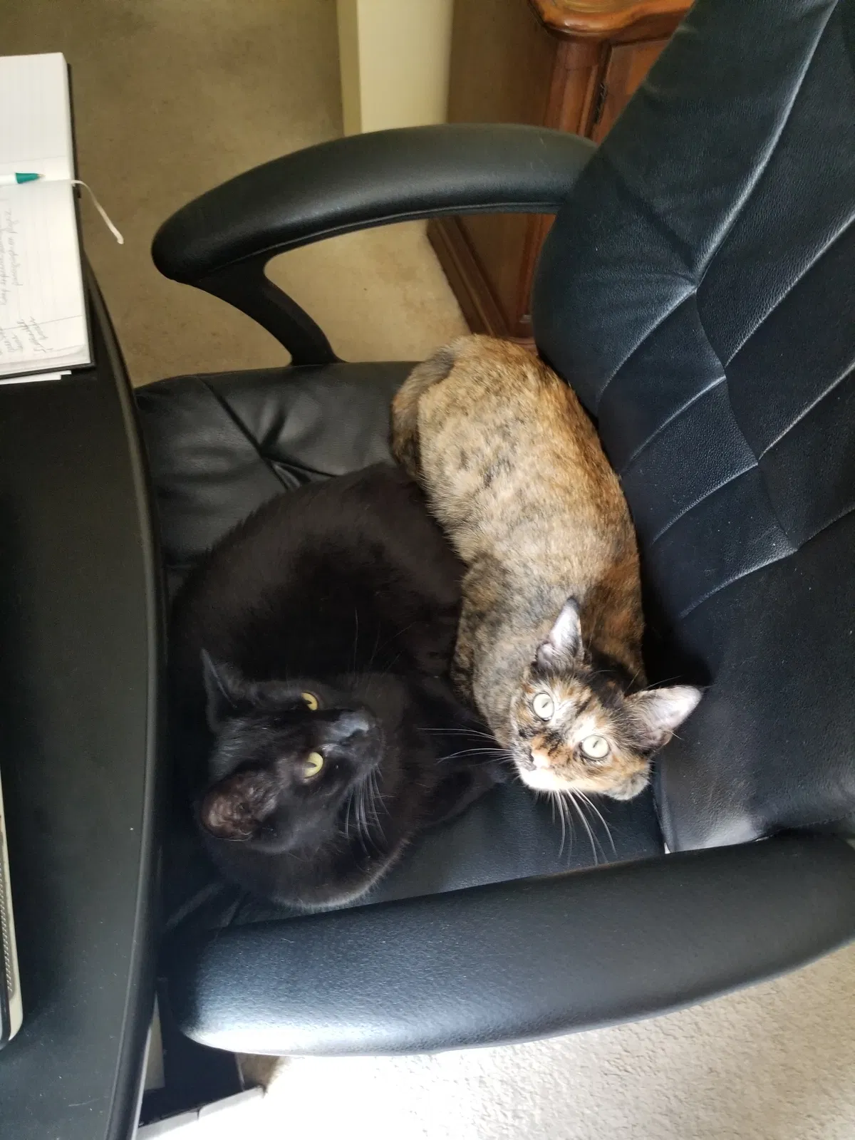 Found cat in Olathe, KS, 66062