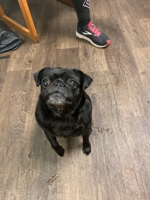 Lost dog in Hixson, TN, 37343