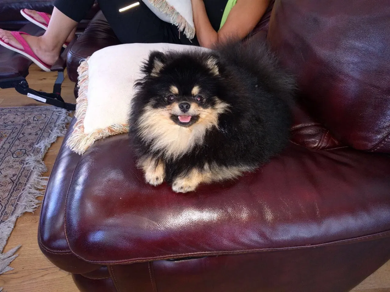 Lost dog in Tarzana, CA, 91356
