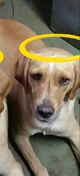 Lost dog in Cantonment, FL, 32533