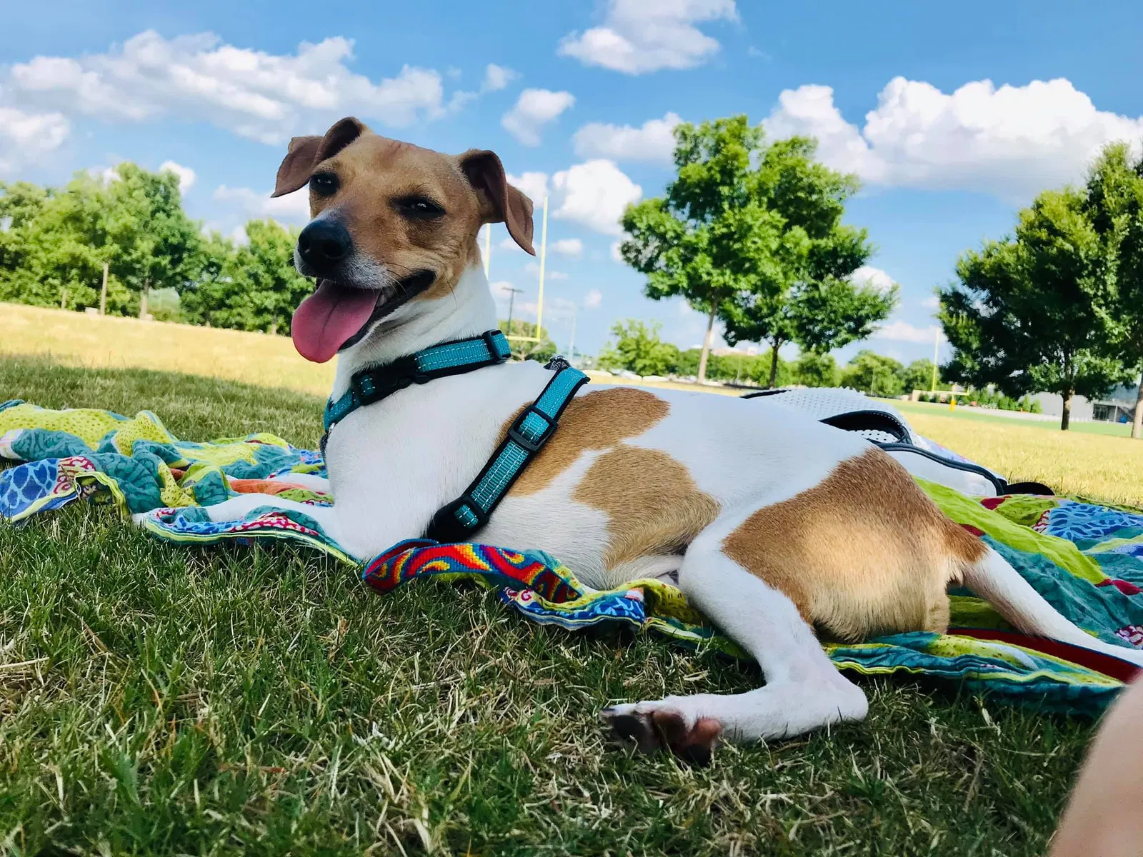 Lost dog in Richmond, VA, 23235